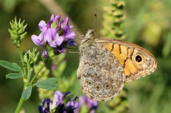 Lasiommata megera imago