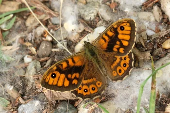 Lasiommata megera imago