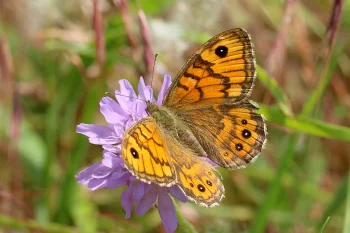 Lasiommata megera imago