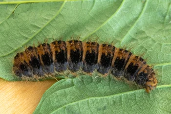 Lemonia taraxaci larva