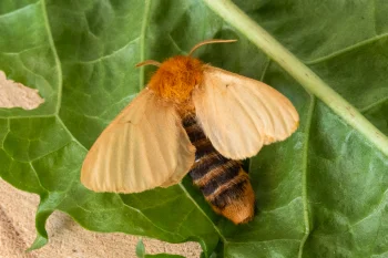 Lemonia taraxaci imago
