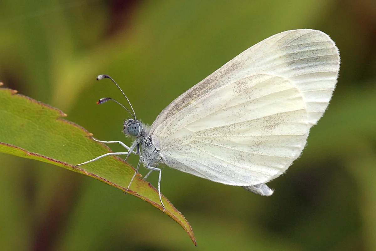 Leptidea sinapis