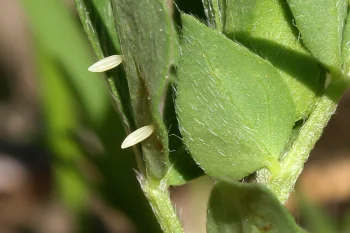 Leptidea sinapis ova