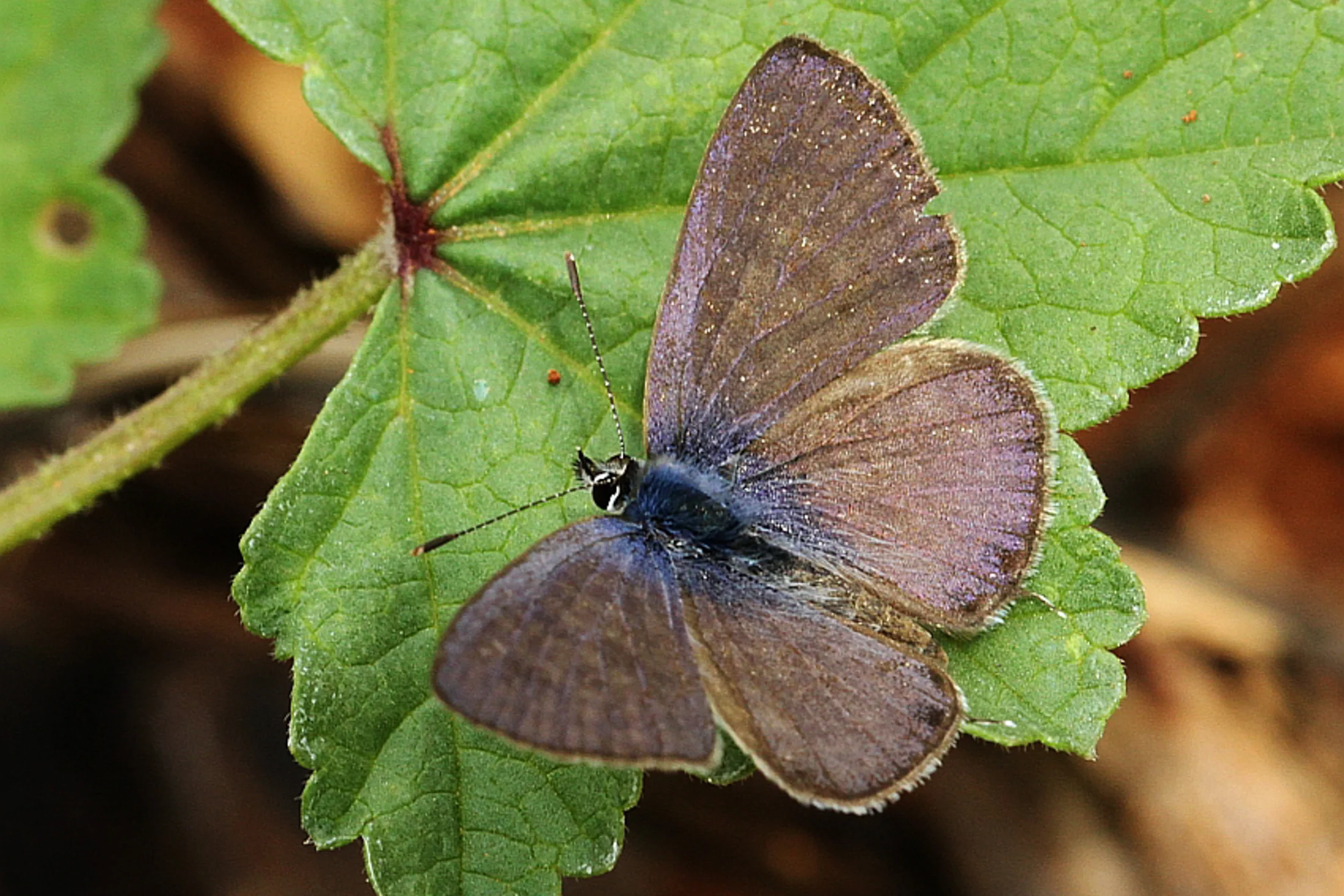 Leptotes pirithous imago