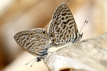 Leptotes pirithous imago