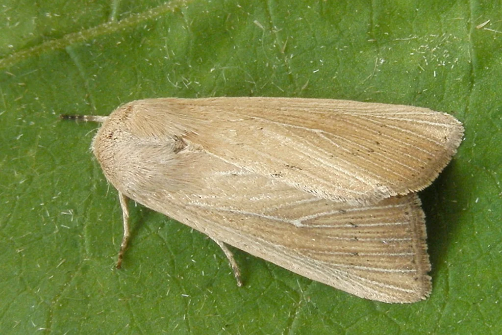 Leucania obsoleta imago