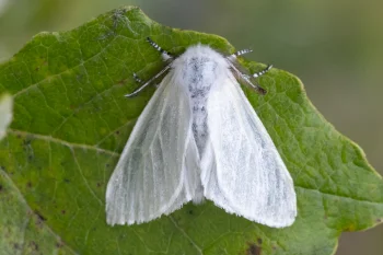 Leucoma salicis imago