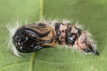Leucoma salicis pupa