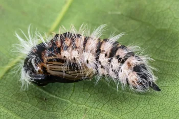 Leucoma salicis pupa