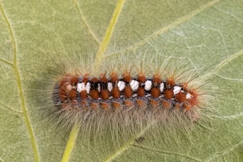 Leucoma salicis larva