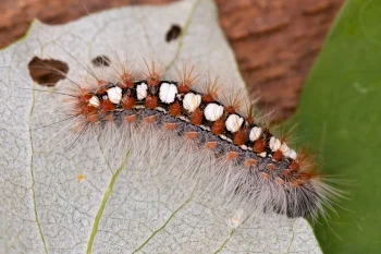 Leucoma salicis larva