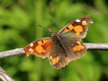 Libythea celtis imago