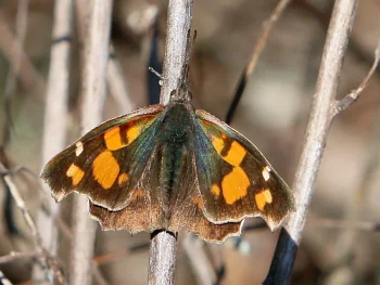 Libythea celtis imago