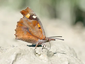 Libythea celtis imago