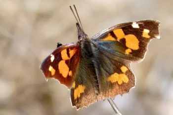 Libythea celtis imago
