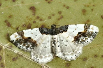 Ligdia adustata imago