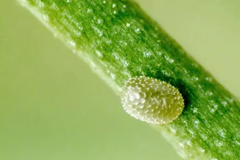 Ligdia adustata ova