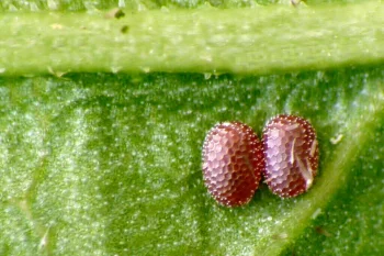 Ligdia adustata ova