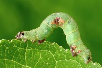Ligdia adustata larva