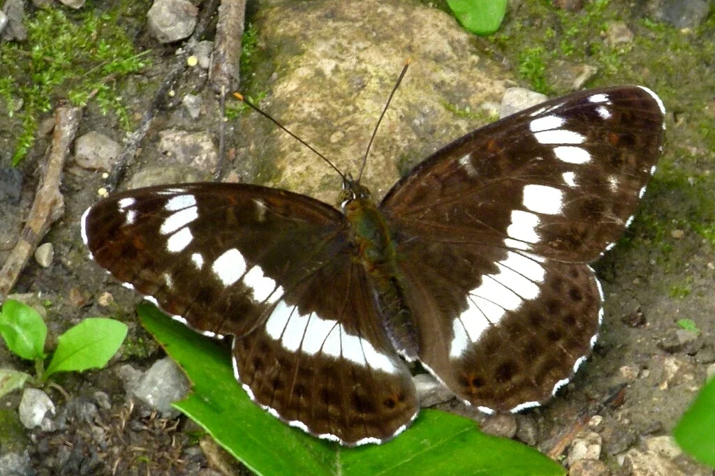 Limenitis camilla imago