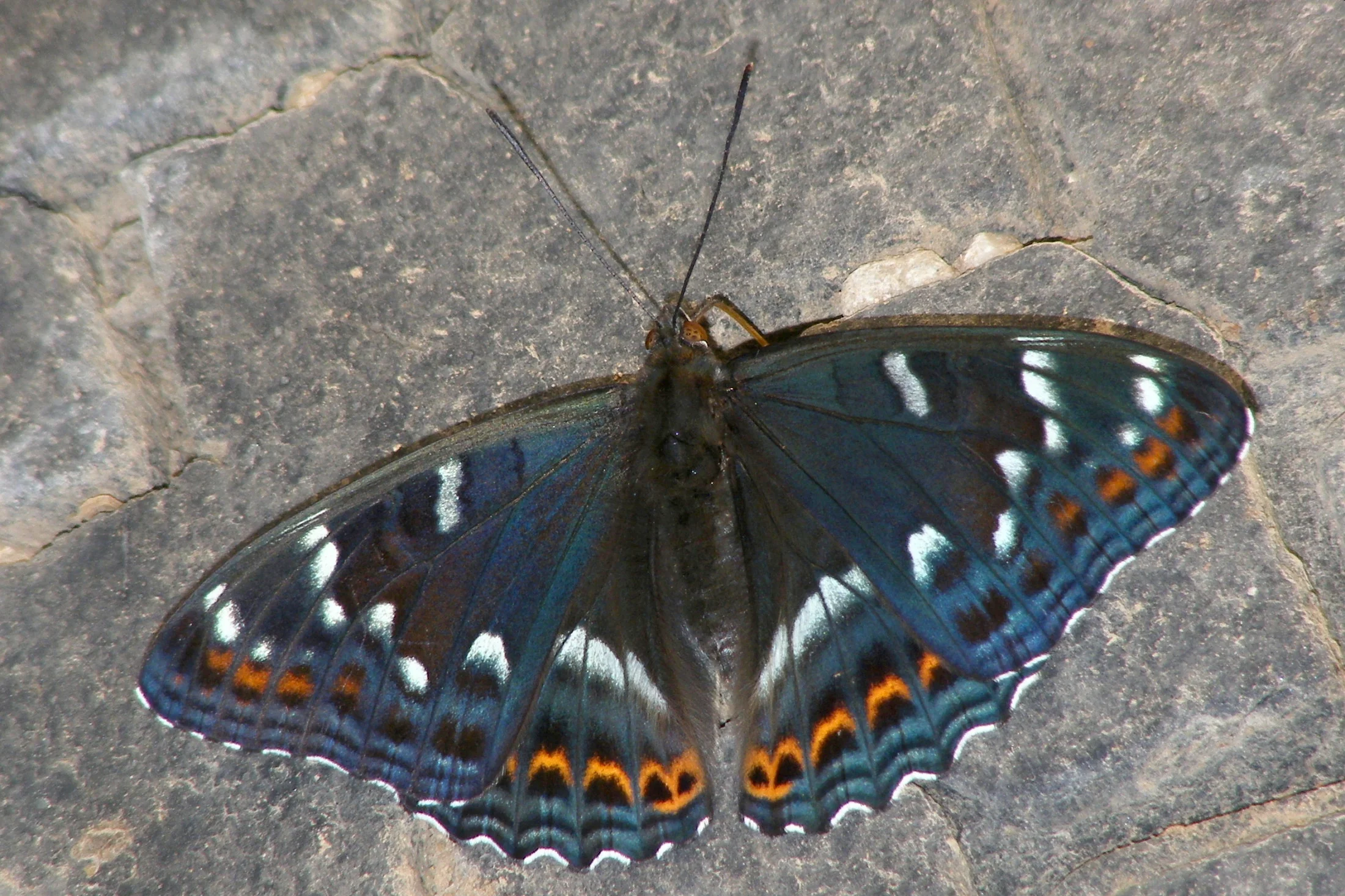 Limenitis populi imago