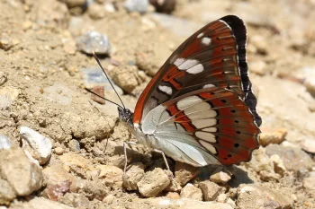 Limenitis reducta imago