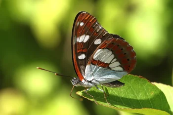 Limenitis reducta imago