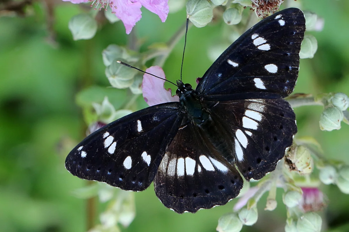 Limenitis reducta
