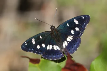 Limenitis reducta imago