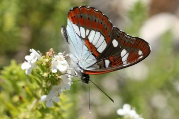 Limenitis reducta imago
