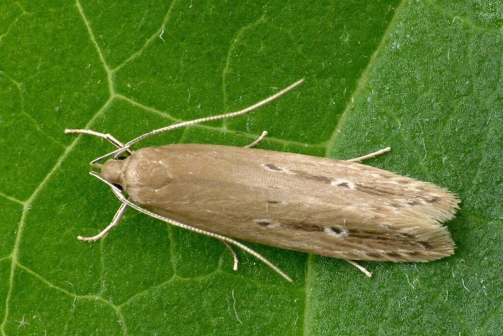 Limnaecia phragmitella imago