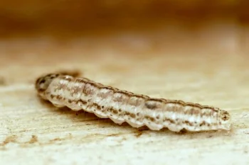Limnaecia phragmitella larva