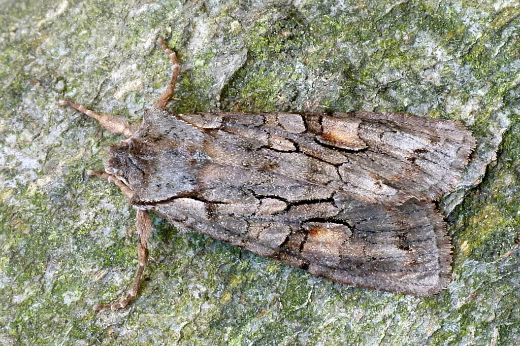 Lithophane furcifera imago