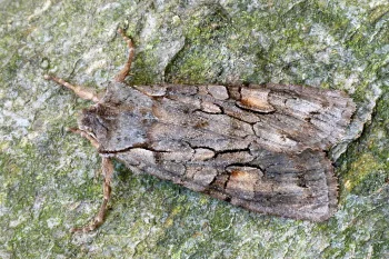 Lithophane furcifera imago