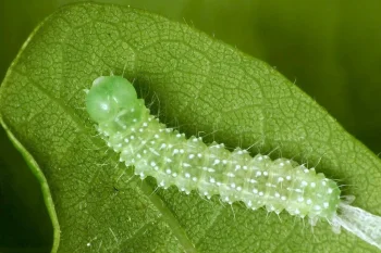 Lithophane ornitopus larva