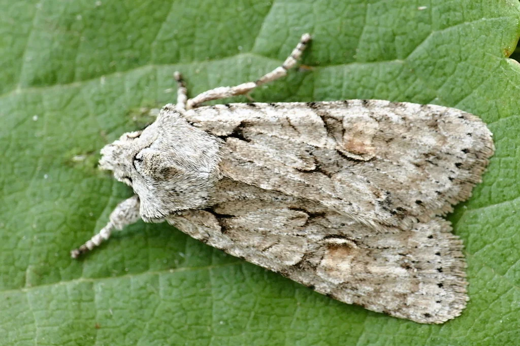 Lithophane ornitopus imago