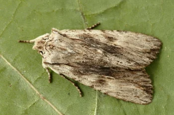 Lithophane socia imago
