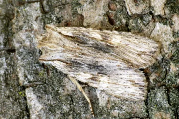 Lithophane socia imago
