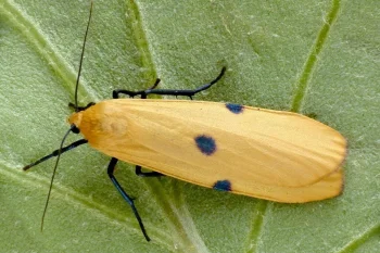 Lithosia quadra imago