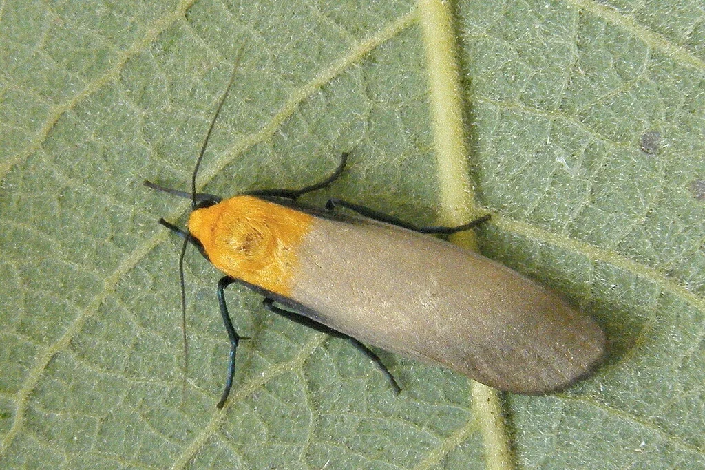 Lithosia quadra imago
