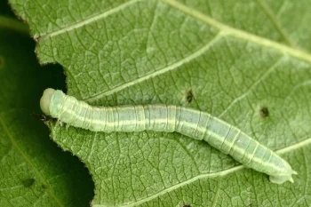 Lobophora halterata larva