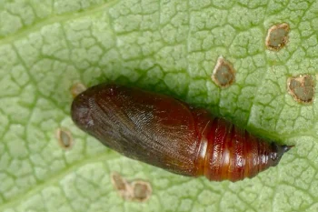 Lobophora halterata pupa