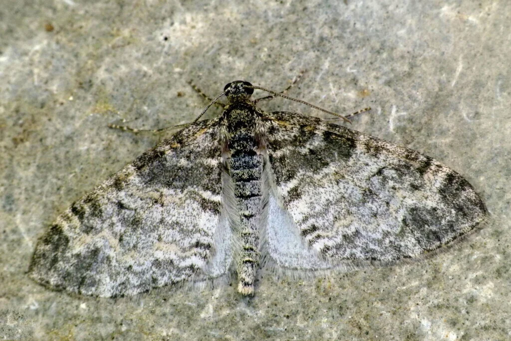 Lobophora halterata imago