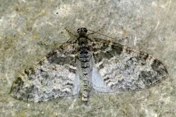 Lobophora halterata imago