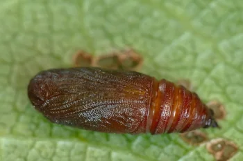 Lobophora halterata pupa