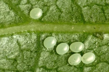 Lobophora halterata ova
