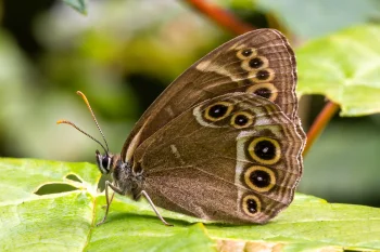 Lopinga achine imago