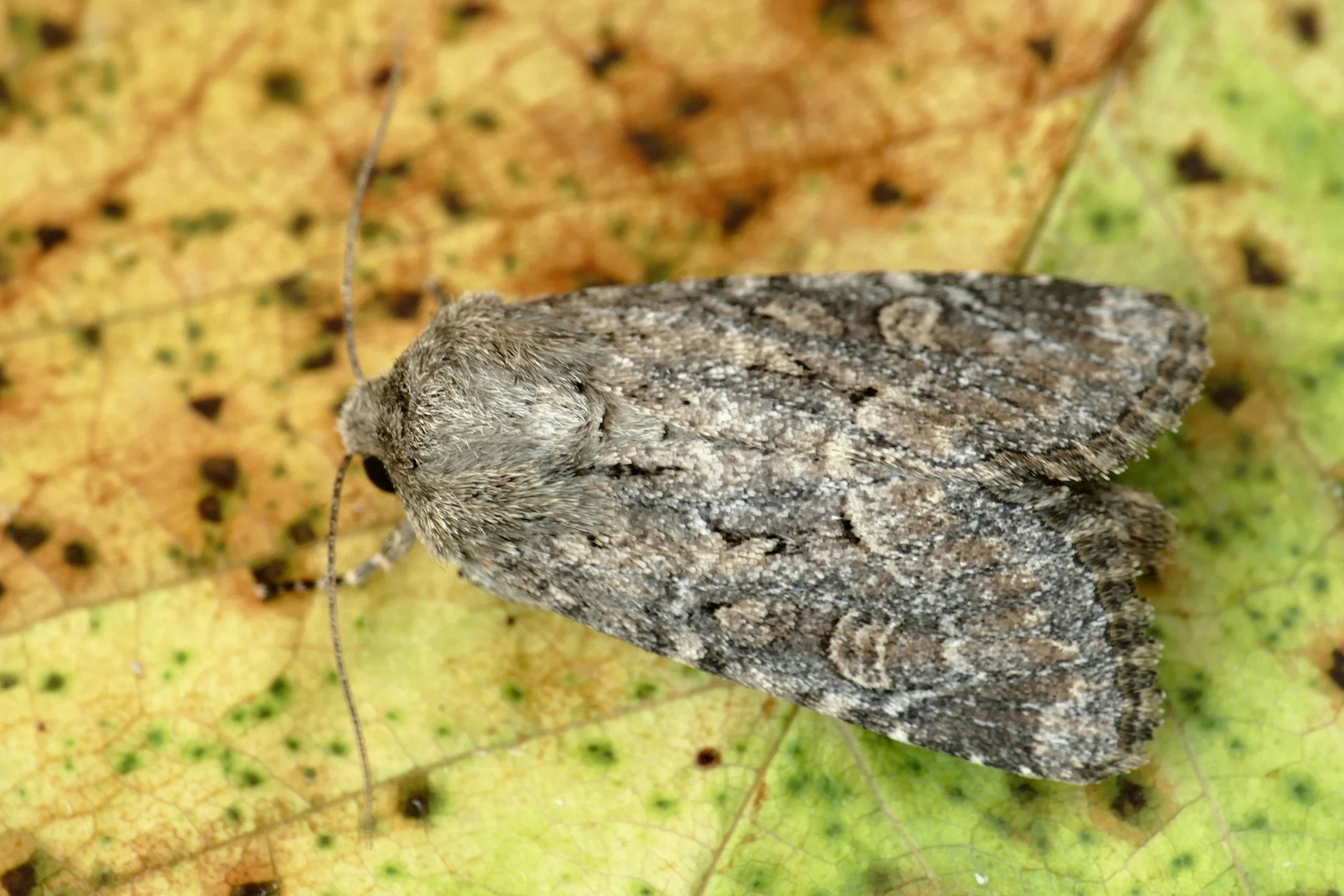 Luperina testacea imago