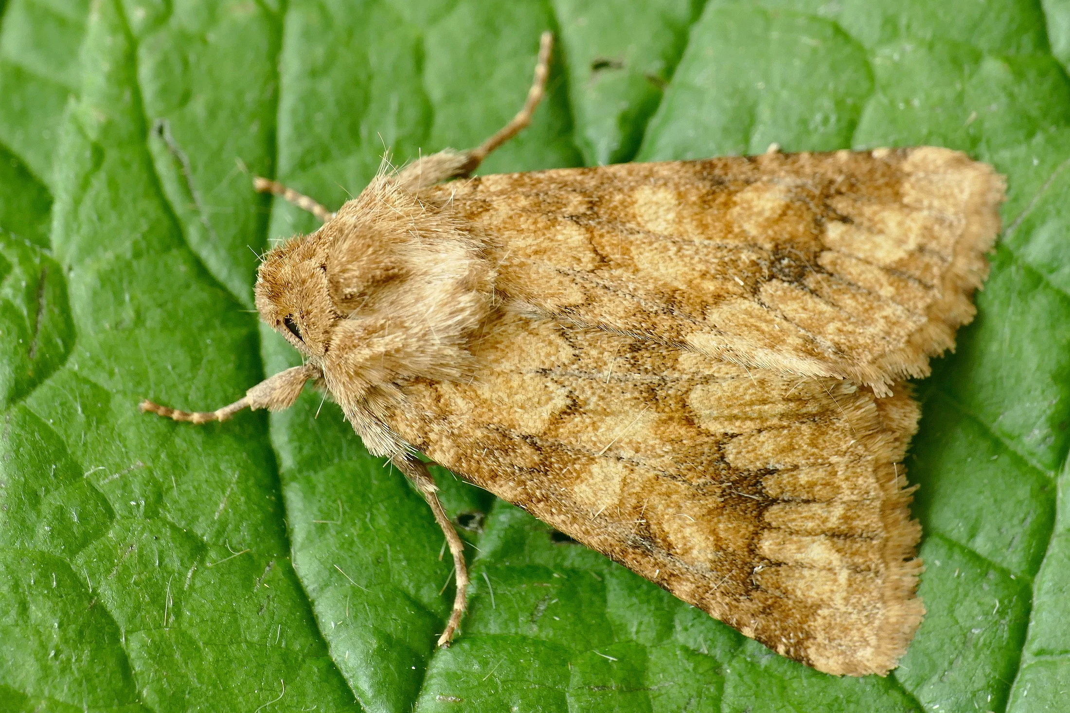 Luteohadena luteago imago