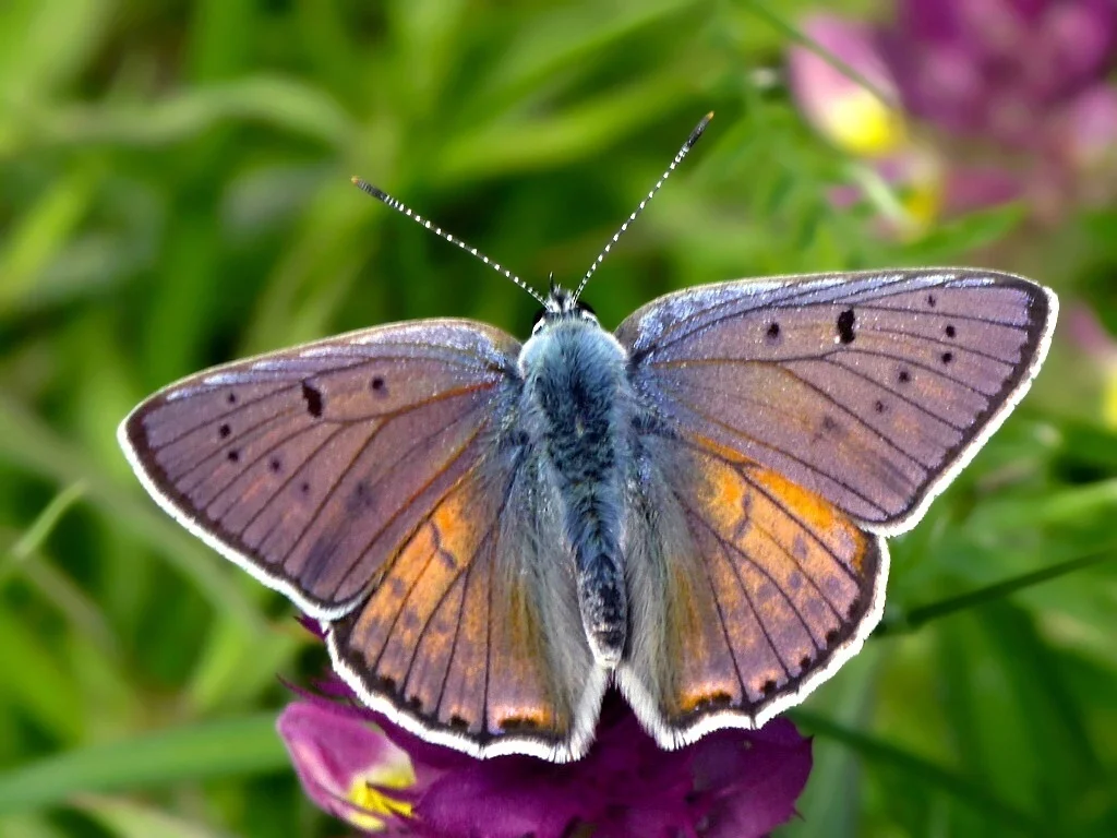 Lycaena alciphron imago